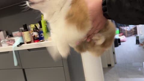 How is it different from other short legs ?