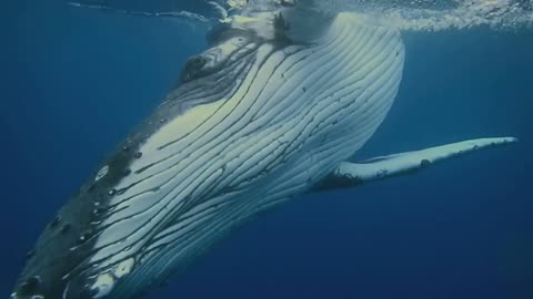 Humpback Whales A Conservation Success,
