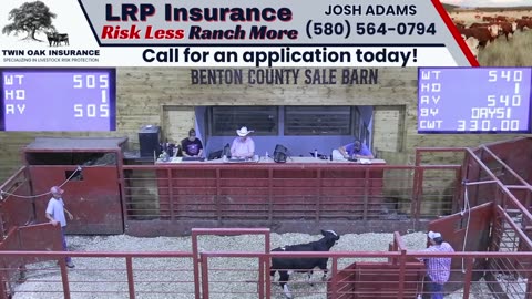 7/31/2025 - Cattle Auction - Benton County Sale Barn