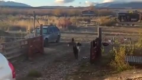 🐶🤣 Our Doggo Friends Need Us! Wait for the Funny Moments! | FunFM