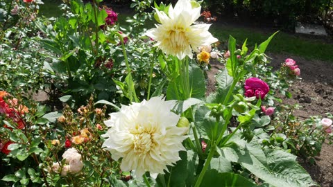 Café Au Lait Supreme Dahlia