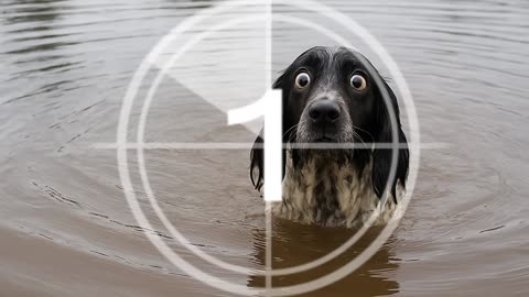 Crazy Funny Dogs That Will Make You Laugh 🐶😂😂😂