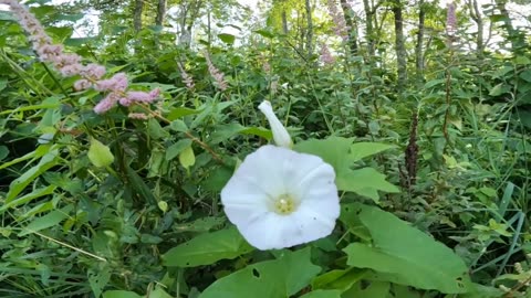 Morning Glory