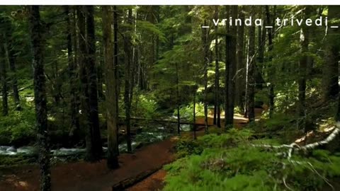 "Lose yourself in the woods, and find your soul....."