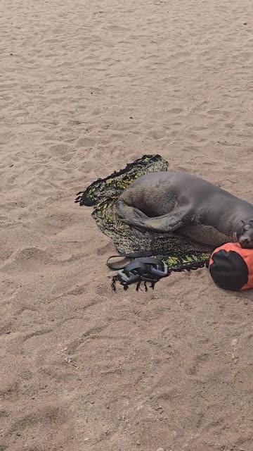 This Sea Lion Knows a Thing or Two About Comfort