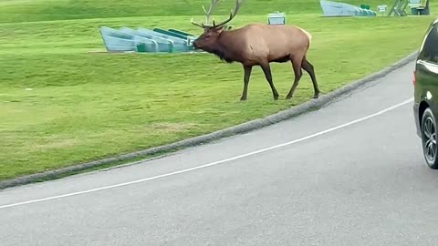 Rowdy Bull Elk Smashes Passing Car