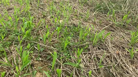 Kevin's food plot early June