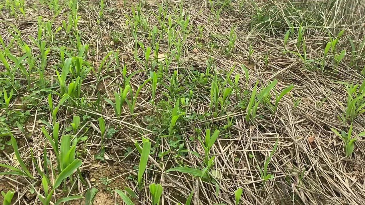 Kevin's food plot early June