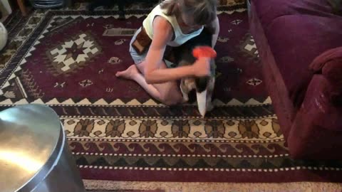 Brushing The Dog