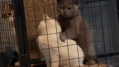 massage master
