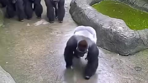 When a Dog Scares a Group of Gorillas
