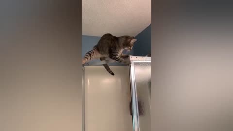 🐾 Cutest & Funniest Animal Moments Ever