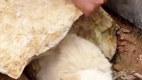 Puppies 🐕 And Kitten 🐈 Rescue And Adoption