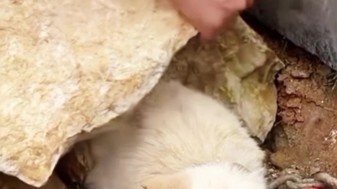 Puppies 🐕 And Kitten 🐈 Rescue And Adoption