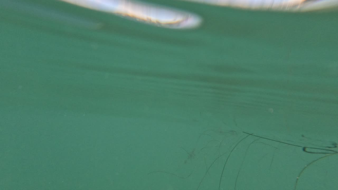 Short Swim Stroll along La Jolla Shores #4K Views #animals #fish #underwater San Diego