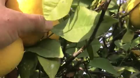 Lemon harvest in the hobby garden in the Mediterranean climate