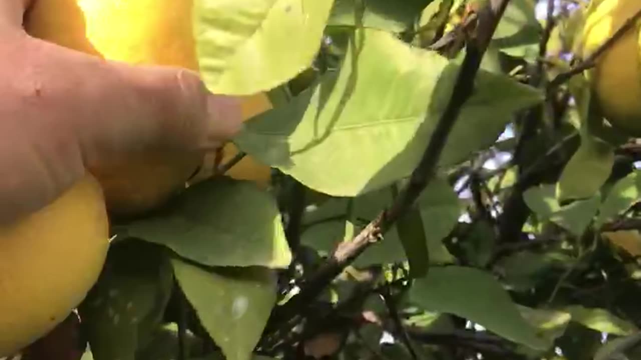 Lemon harvest in the hobby garden in the Mediterranean climate