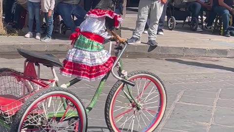 Dog in a Dress Rides a Bike