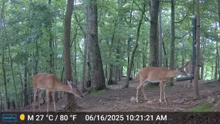 The Woods – 06/17/2025