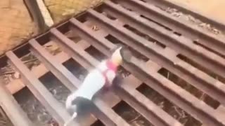😂🐱 Watch This Cat's Epic Grace Fail! You Have To See This! | FunFM