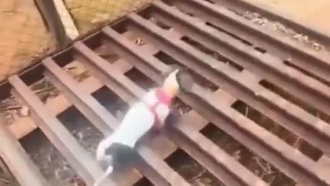 😂🐱 Watch This Cat's Epic Grace Fail! You Have To See This! | FunFM