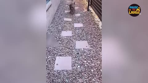 Laughing Animals Compilation 2025! 😂🐾 So Funny It Should Be Illegal!