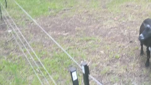 Goat Fence try out