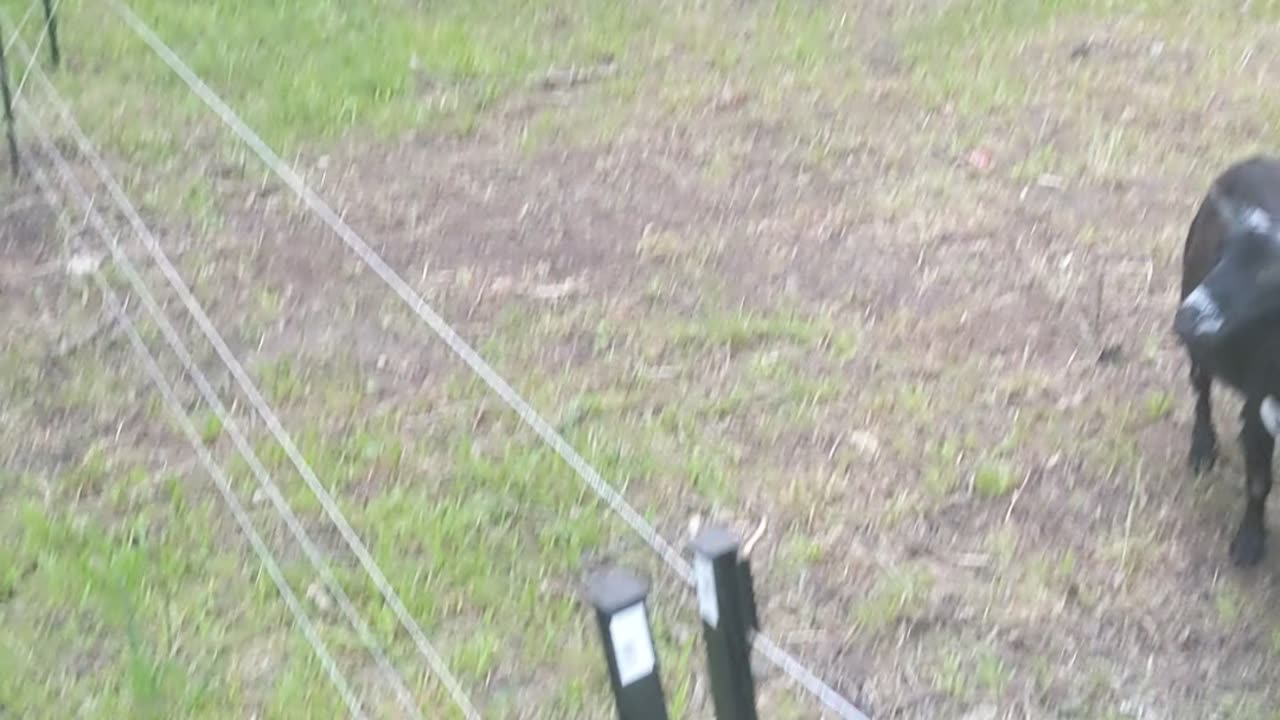 Goat Fence try out
