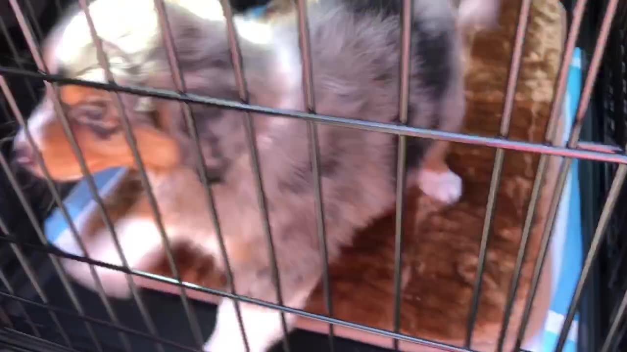 Misty's First Road Trip To Her First Home