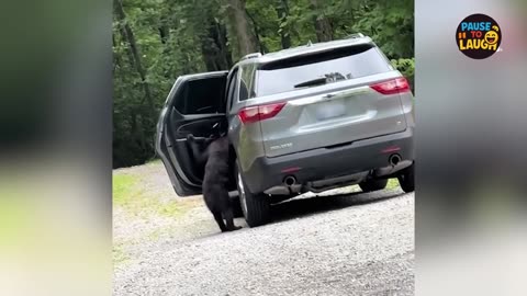 Animals Being Ridiculously Funny! 😂🐒🐶 Best Compilation 2025