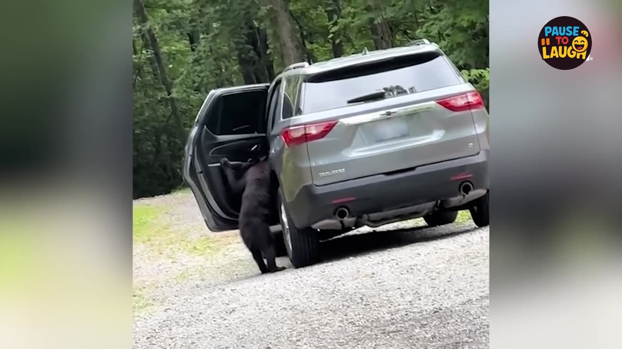 Animals Being Ridiculously Funny! 😂🐒🐶 Best Compilation 2025