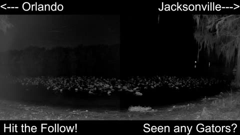 4K Live St. Johns River Cam: Florida Alligators & Wildlife 🐊🌿 (Jan 24, 2026)