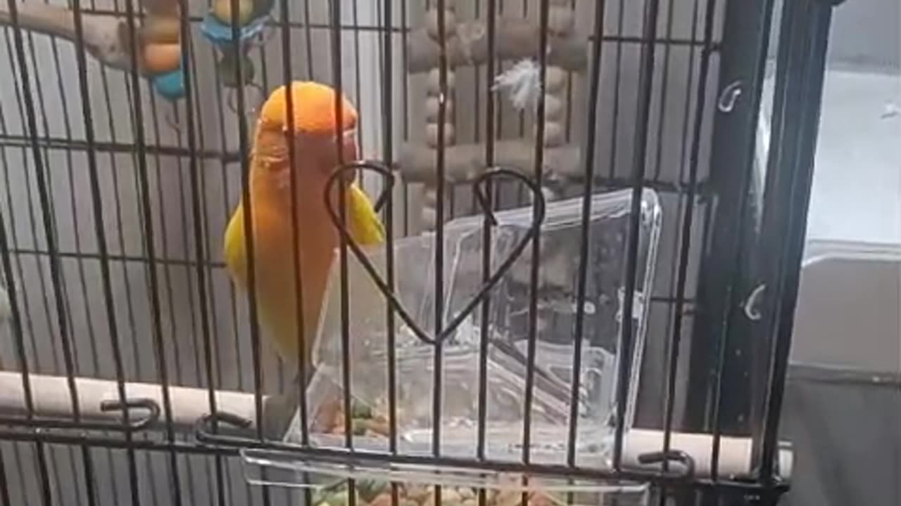 Goldy The Lovebird