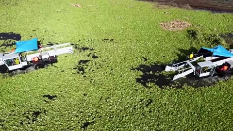 Invasive weed turns El Salvador's largest wetland reservoir green