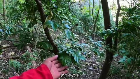 Natural vedio