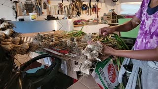 Day after Garlic Harvest