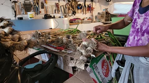 Day after Garlic Harvest
