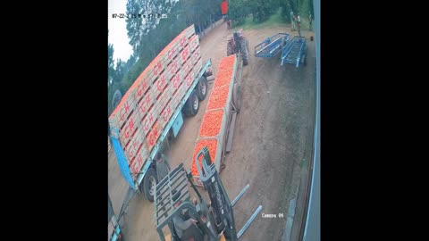 Dog Crushed Under Pallets
