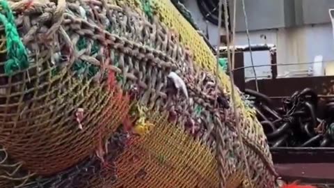 🔥💥💥🔥 Imagine how many ships are raping the ocean like this..