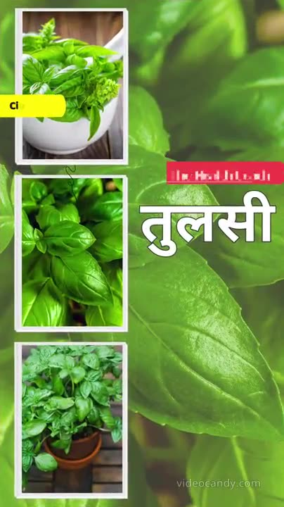 Tulsi Khane Ke Fayde