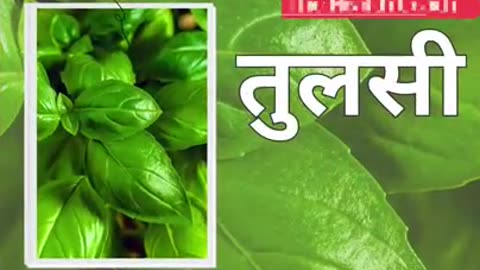 Tulsi Khane Ke Fayde