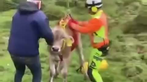 This cow gets a free helicopter ride