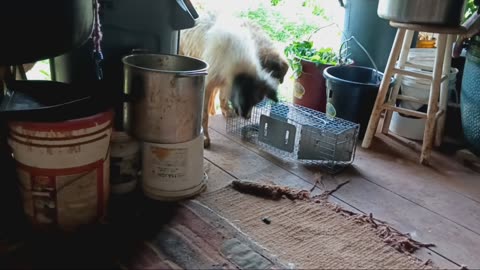 Sadie REALLY wants that rat!