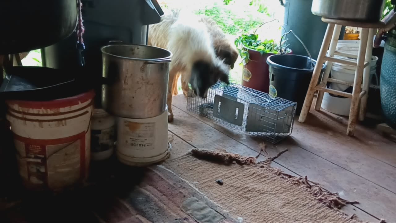 Sadie REALLY wants that rat!