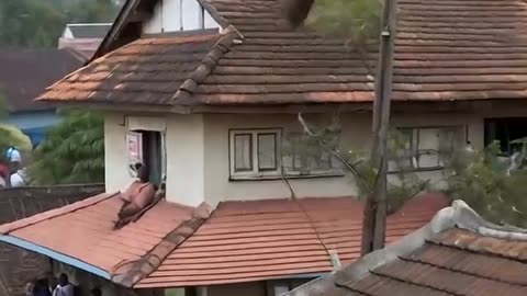 An elephant climbed onto the roof of the house #animals