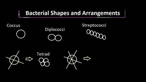 Bacterial Shapes and Arrangements, Explained