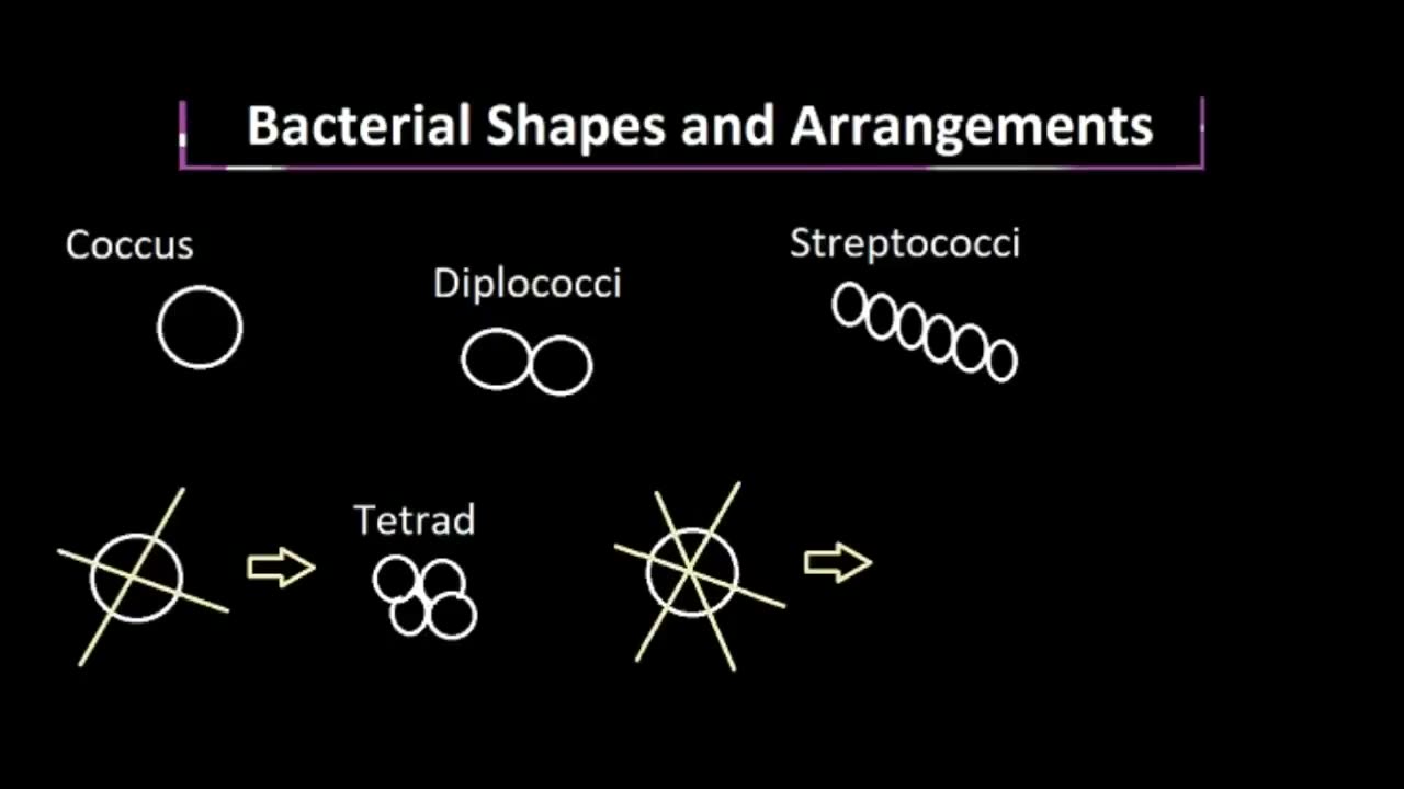 Bacterial Shapes and Arrangements, Explained