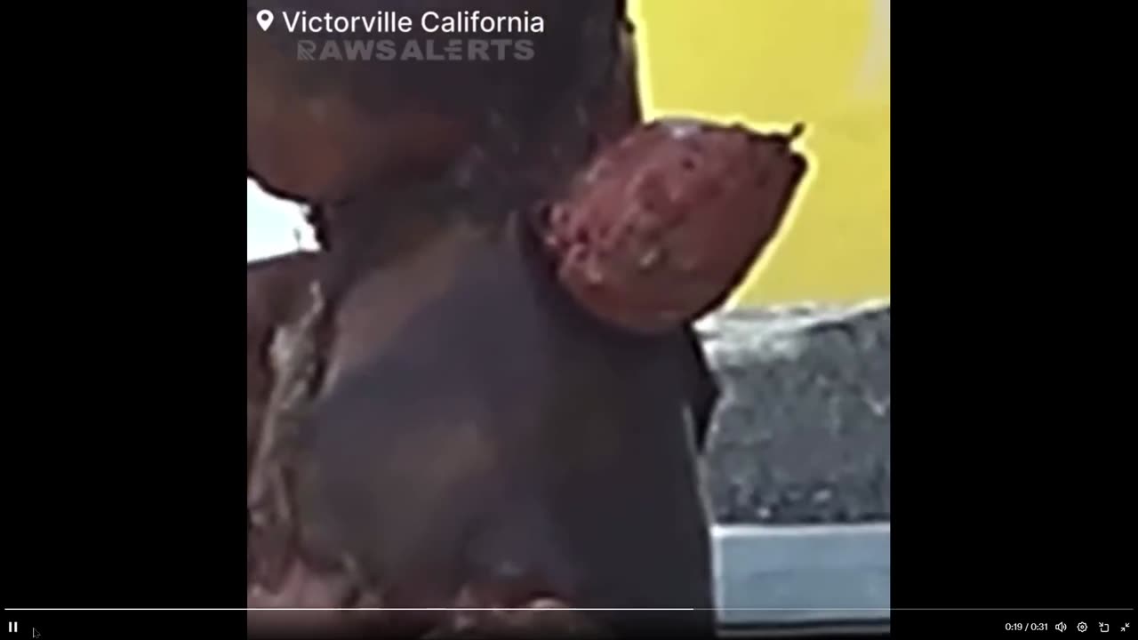 BREAKING: A Teddy Bear Believed to Be Wrapped in Human Skin has been found at a Gas Station