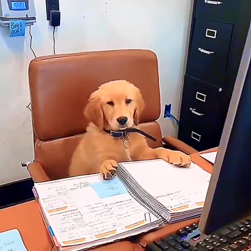 Dogs with Real Jobs?! 🐶💼 You Won’t Believe These Funny Moments!