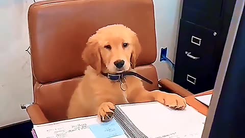 Dogs with Real Jobs?! 🐶💼 You Won’t Believe These Funny Moments!